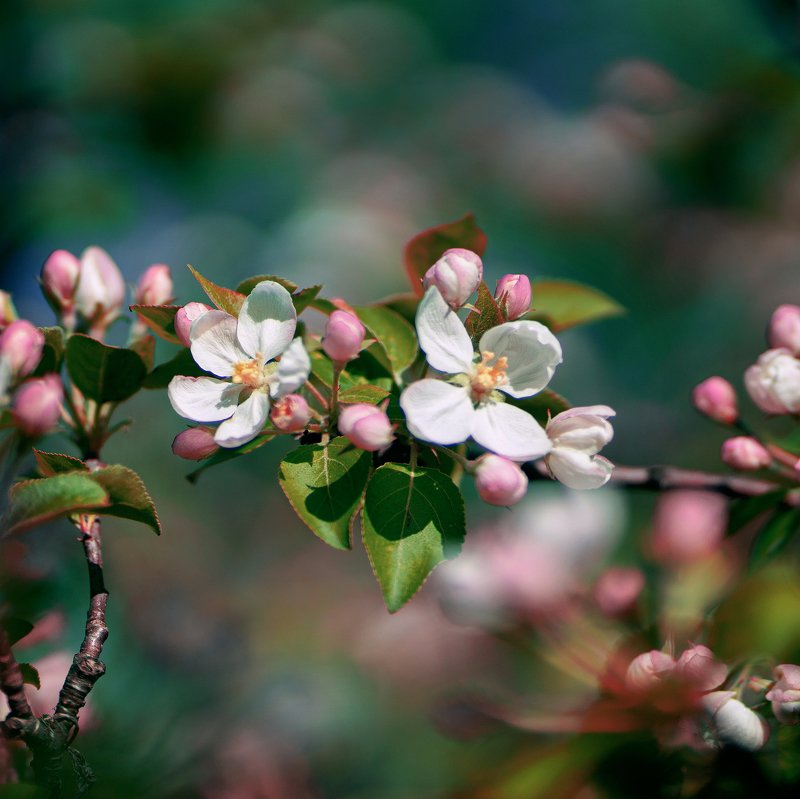 цветы, весна ***photo preview