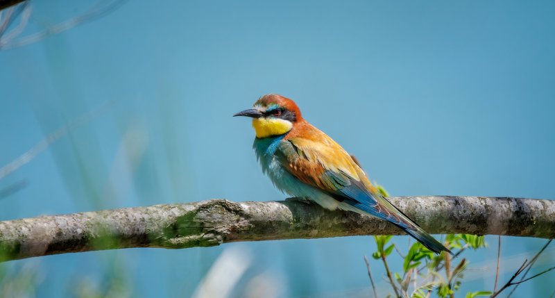 ЩУРКА ЗОЛОТОИСТАЯphoto preview