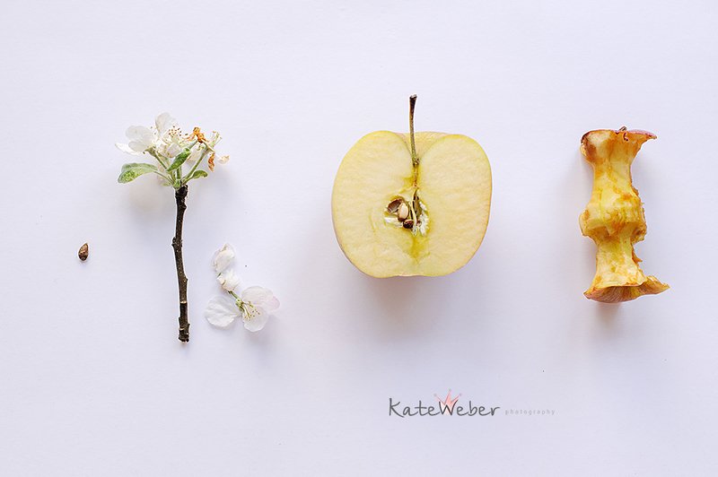 apple, seed, blossom, fruit Evolutionphoto preview