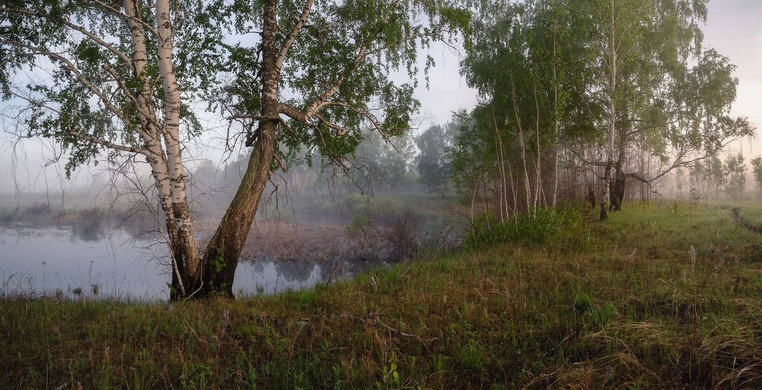 май, утро, туман, березы.,  Гобова Наталья