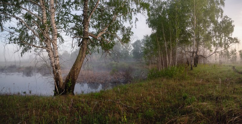 май, утро, туман, березы. *** фото превью