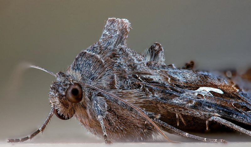 Металловидка-гаммаphoto preview