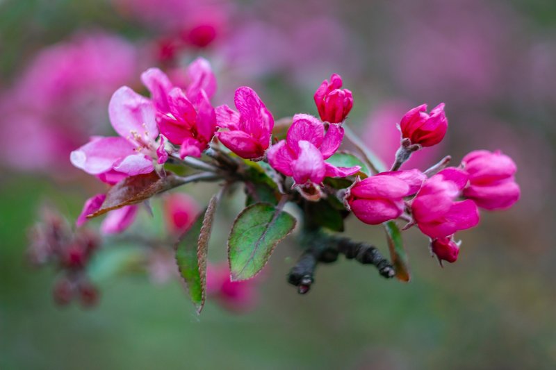 цветы, весна photo preview