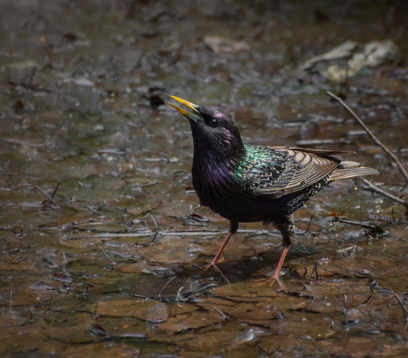 Скворец.. фото превью