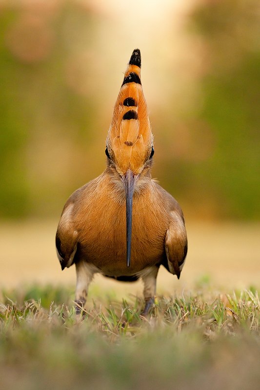 удодphoto preview