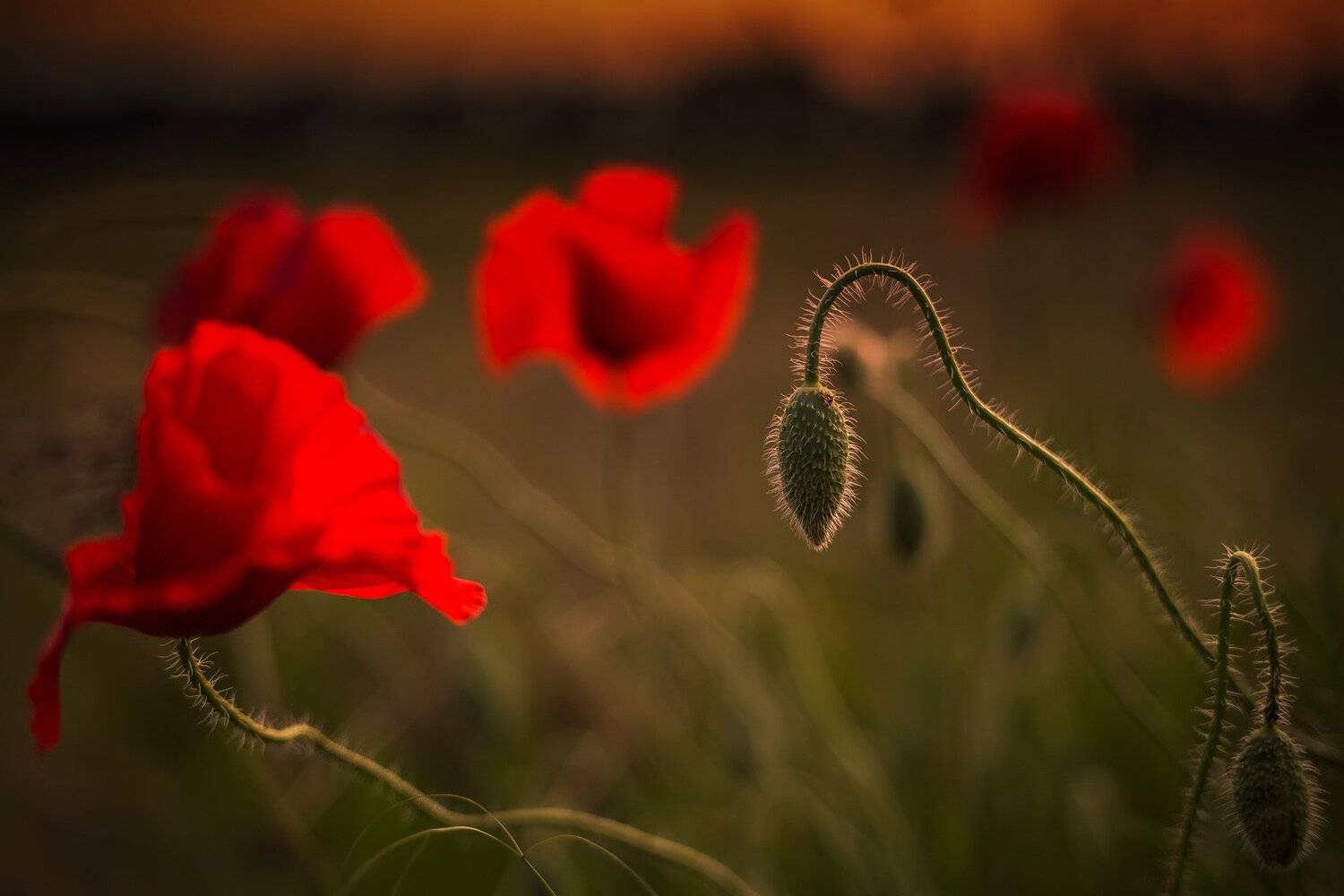 Маки готовятся ко сну. Автор: Павел Сагайдак , Павел Сагайдак