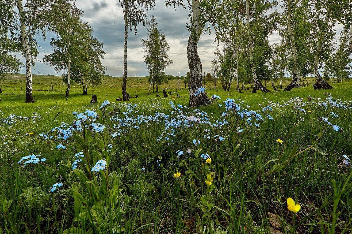 Незабудковая!!!. Автор: Качурин Алексей южный урал,оренбургская область, орск, новотроицк,, Качурин Алексей