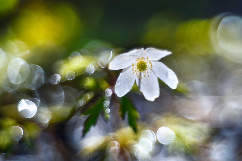 macro, bokeh, vintage lens, nature, abstract, flowers, anemone, flora anemonephoto preview