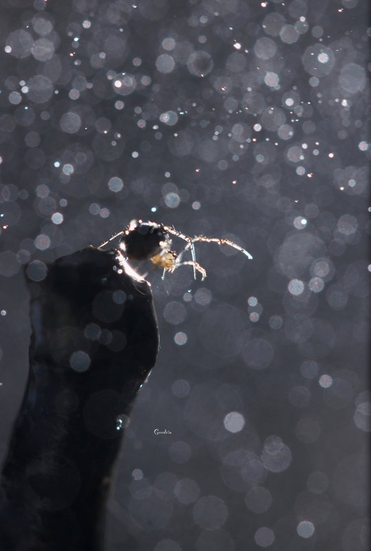 паук, боке, лес, природа, красота, макро, forest, wildlife, forest, spider, bokeh, beautiful, macro world Дирижёрphoto preview