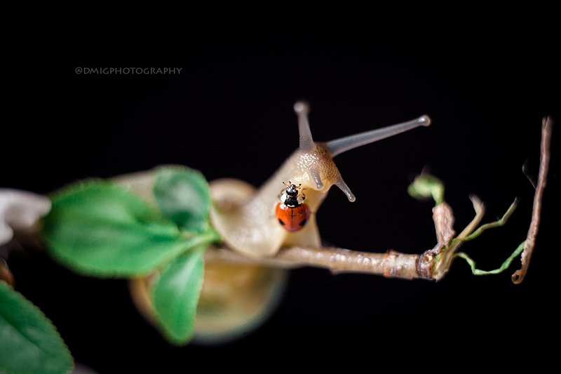 улитка, макро, макромир, природа, весна, фон, цвет, божьякоровка, жизнь обнимашкиphoto preview