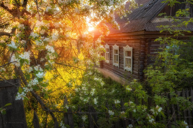 закат, вечер, яблоня, деревня Когда яблони цветут...photo preview