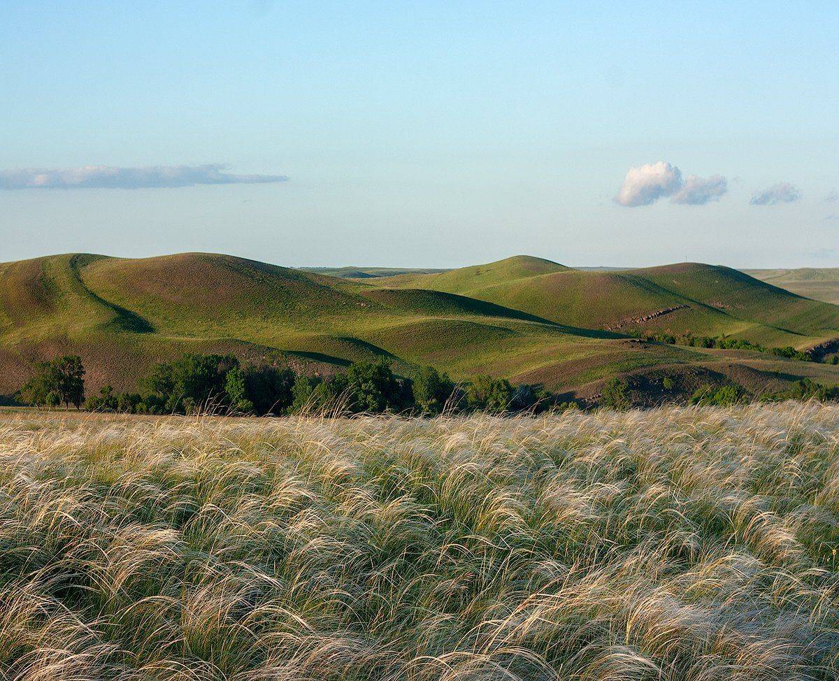 #ProFeatherGrass. Автор: Дитковский Евгений , Дитковский Евгений