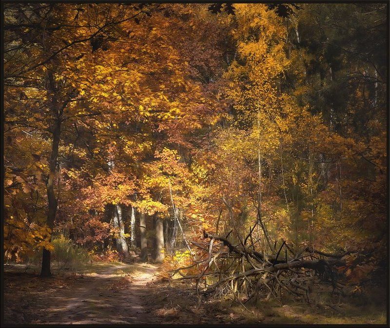 Осенняя ностальгияphoto preview