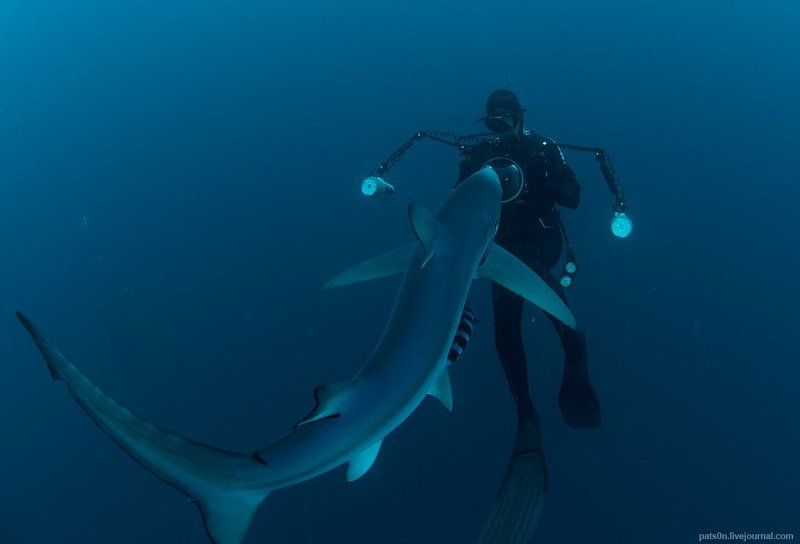 blue shark storyphoto preview