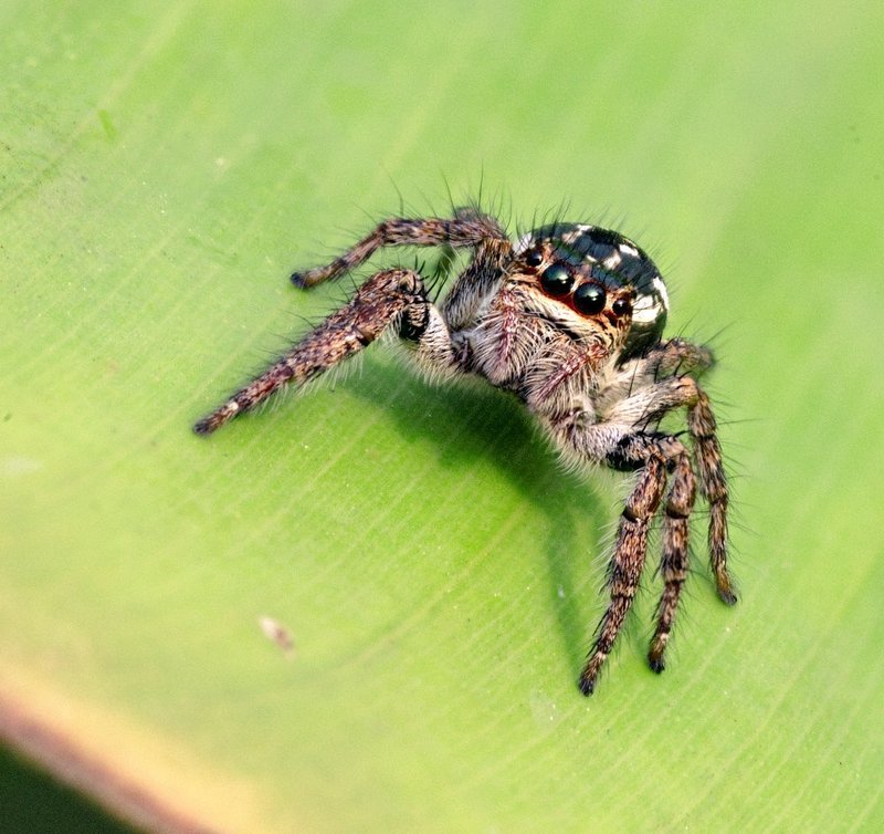 macro, closeup, insect, макро, насекомые, gnilenkov ***photo preview