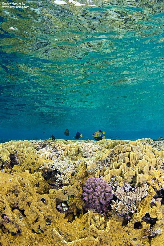 shallow,shallow water,reef,риф,underwater На рифе.photo preview