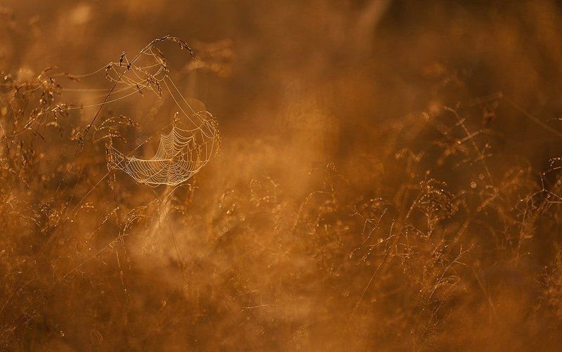 утро, паутина летняя, паутиннаяphoto preview