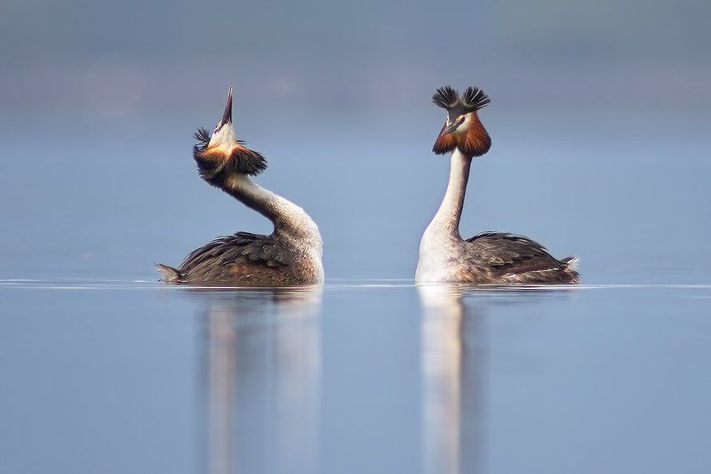 чомга , голям гмурец, podiceps cristatus, great crested grebe Чомга - любовный танецphoto preview