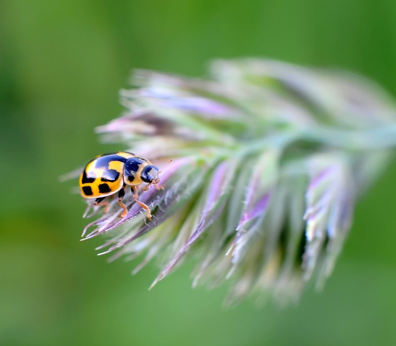 macro, closeup, insect, макро, насекомые, gnilenkov ---photo preview