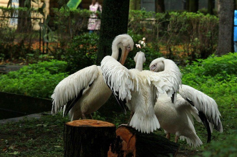 Заговорщикиphoto preview