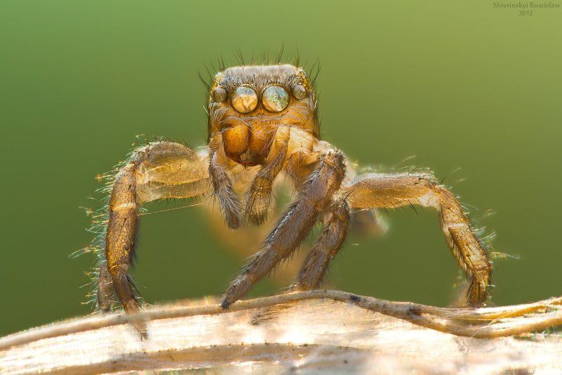 ростислав, макро Золотой идолphoto preview