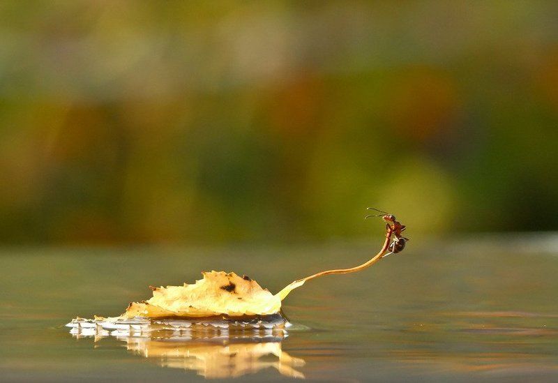 муравей ЗЕМЛЯ!ЗЕМЛЯ!ВИЖУ ЗЕМЛЮ.photo preview