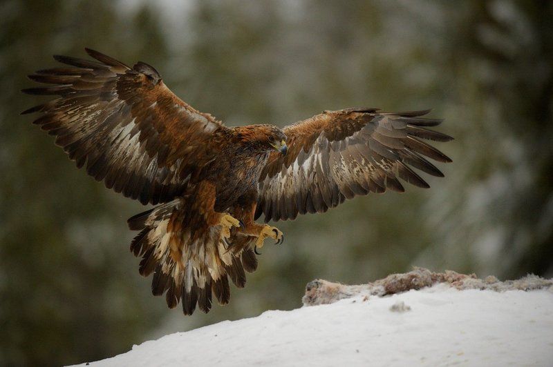 flying eaglesphoto preview
