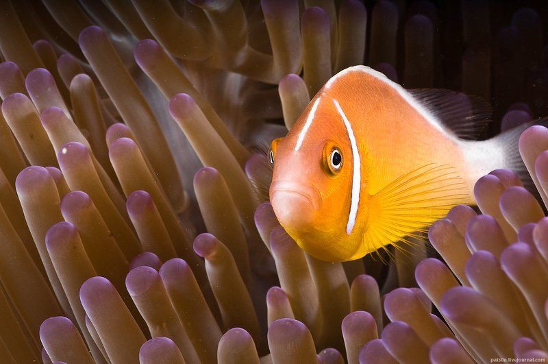 техничное уныние китчаphoto preview