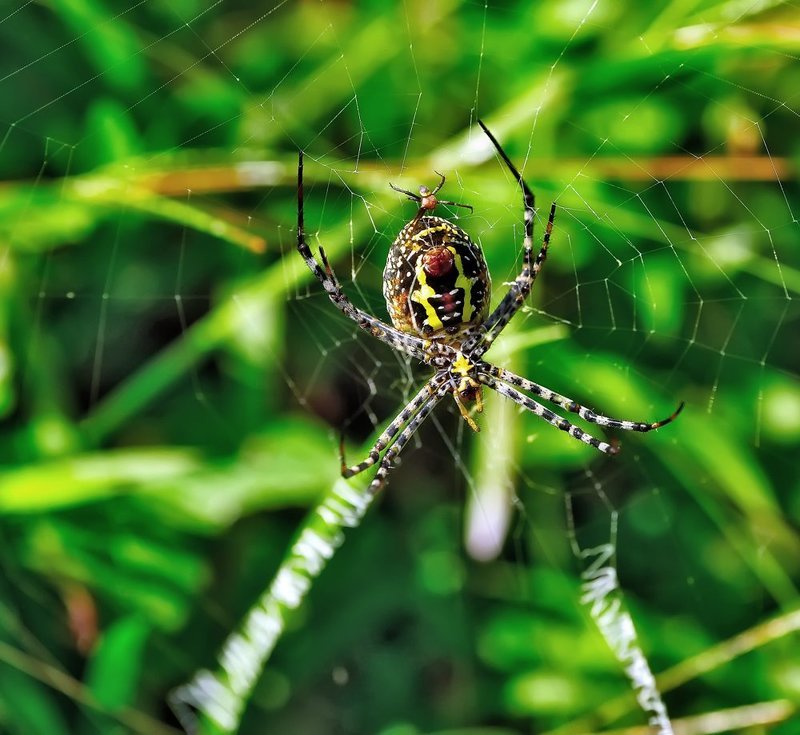 macro, closeup, insect, макро, насекомые, gnilenkov Крадется...photo preview