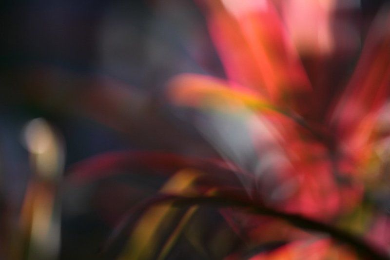 Thai Colorsphoto preview