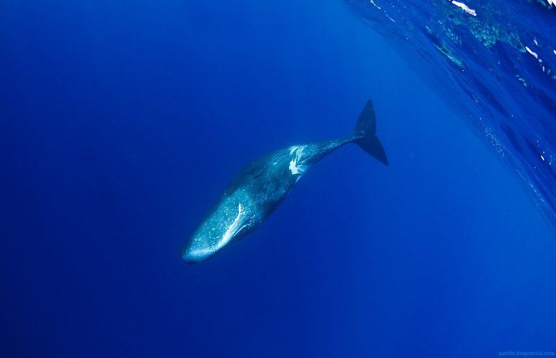 cachalote bluephoto preview