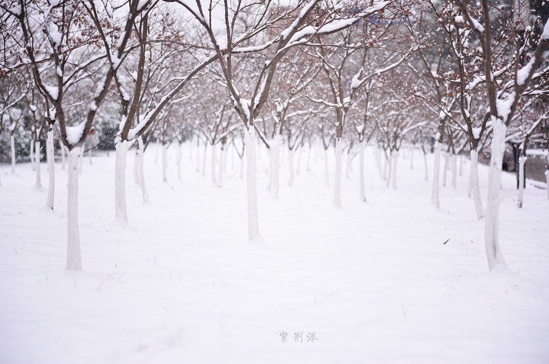 collage sonwphoto preview