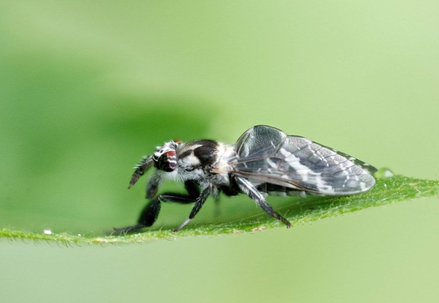 macro, closeup, insect, макро, насекомые, gnilenkov, Alexey Gnilenkov