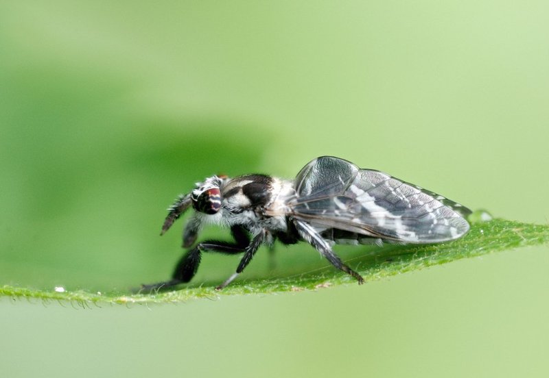 macro, closeup, insect, макро, насекомые, gnilenkov ***photo preview