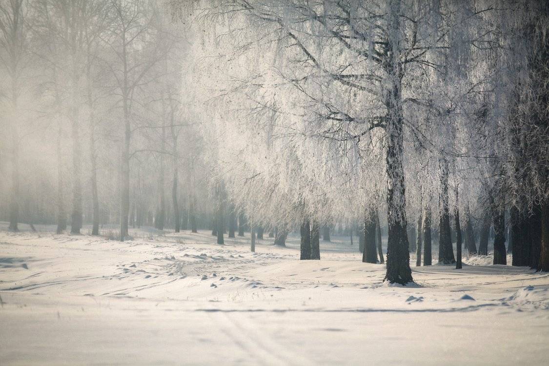 С Рождеством!. Автор: Вейзе Максим беларусь, вилейщина, зима, вилейка, Вейзе Максим