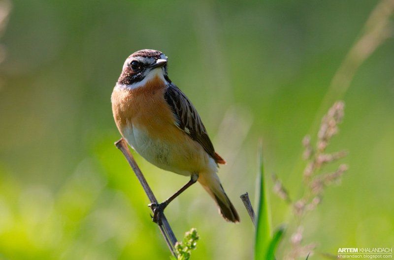 луговой чекан, беларусь. Эквилибристика и луговой чекан.photo preview