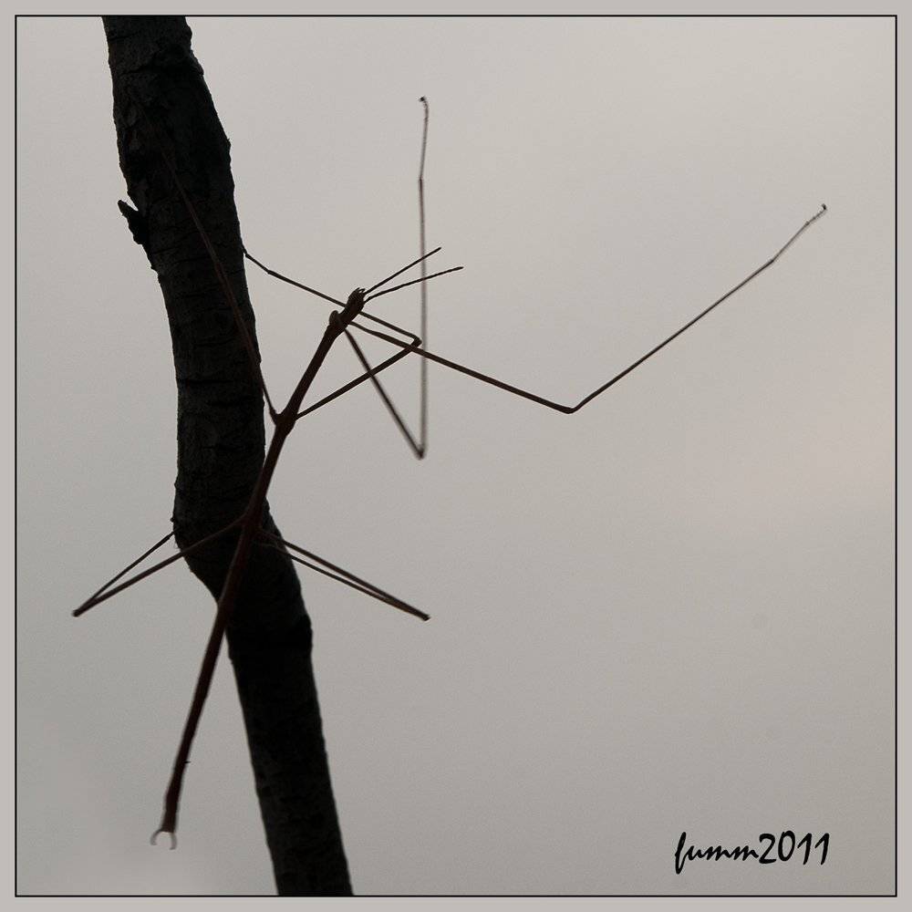 , Игорь ФУММ