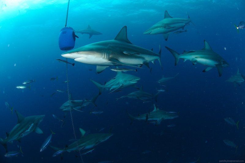 классическая открытка с акуламиphoto preview