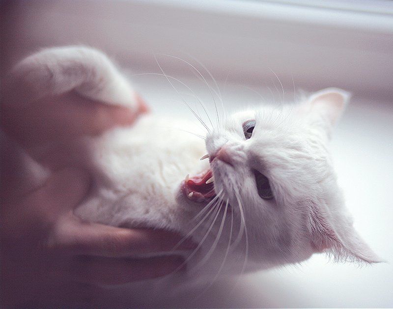 А л и с аphoto preview