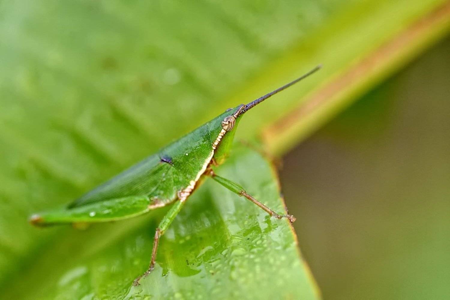 Деловой.... Автор: Alexey Gnilenkov macro, closeup, insect, макро, насекомые, gnilenkov, Alexey Gnilenkov