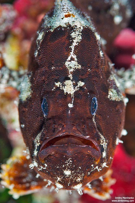 рыба лягушка, лягушка,frogfish, frog fish, underwater Жаба в анфас.photo preview