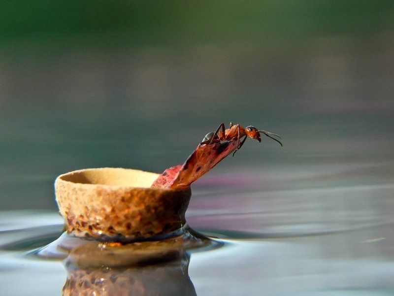 муравей, , плот. На маленьком плоту сквозь бури, дождь и грозы.photo preview