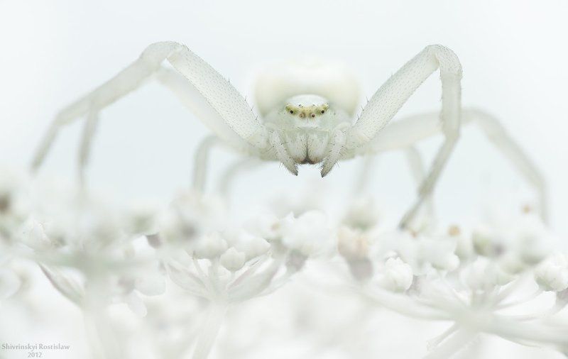 ростислав, макро, 100мм Снежная королеваphoto preview