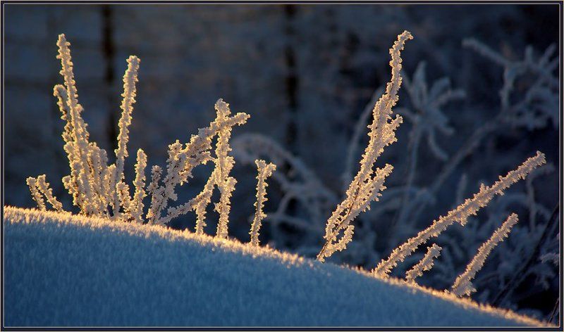 травинки, иней Инейphoto preview