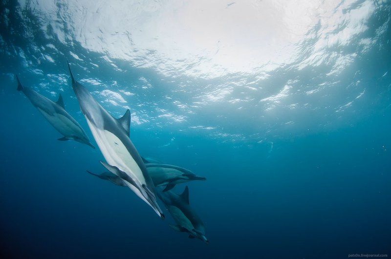 dolphin fantasyphoto preview