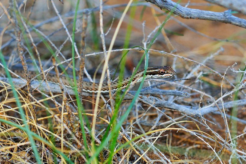 nikon, d7000, kazakhstan, psammophis lineolatus, змея-стрела, природа, казахстан, змея, wildlife, nature Змея-стрелаphoto preview