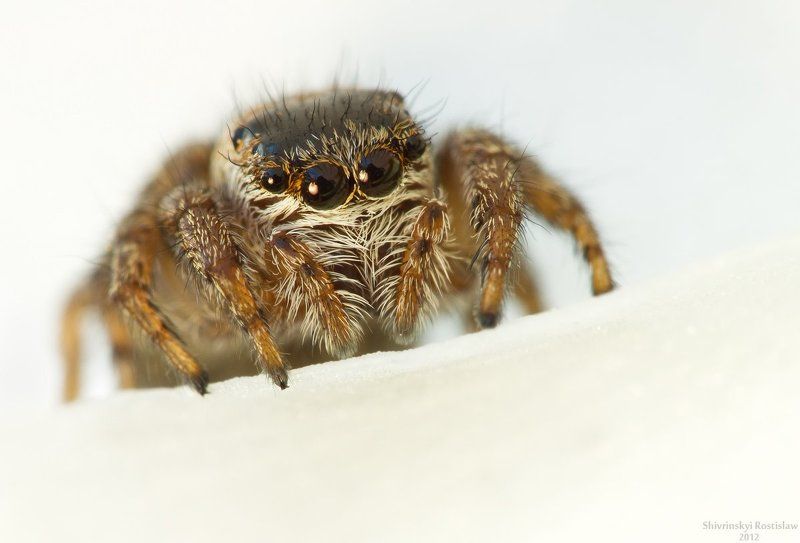 ростислав, макро, 100мм Любопытствоphoto preview