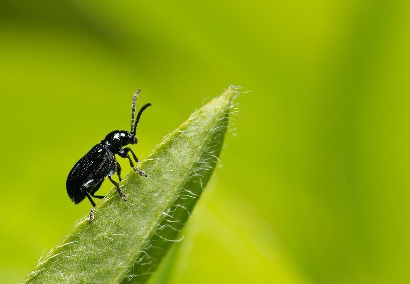 МУСЬЮ В ЧЕРНОМ ФРАКЕphoto preview