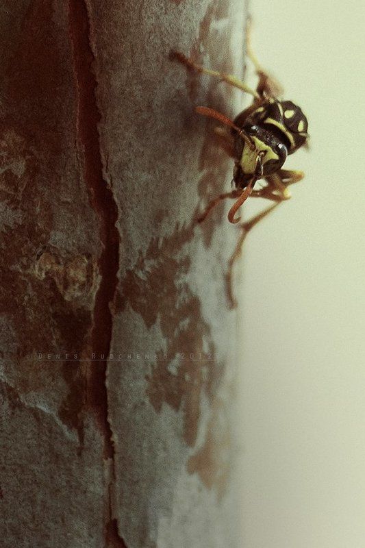 Stunning viewphoto preview