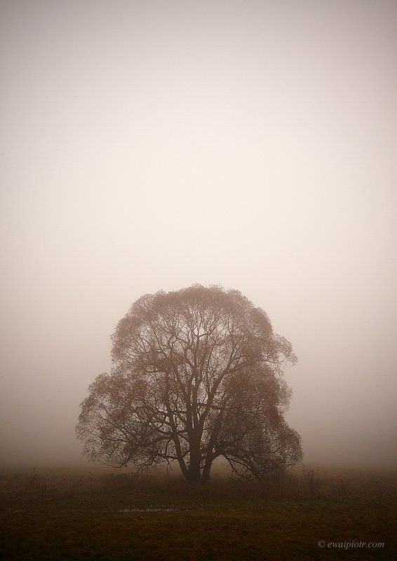 Tree before sunrisephoto preview